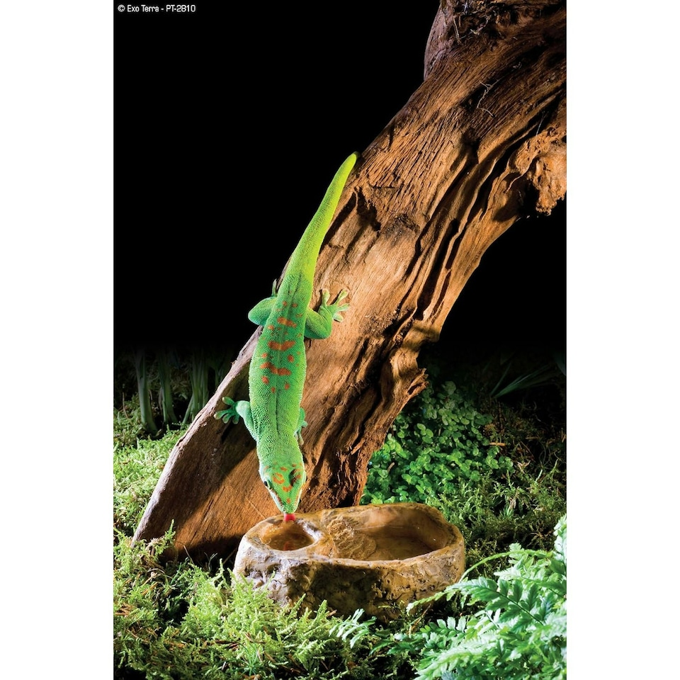 image 1 of Exo Terra Gecko Feeding Bowl