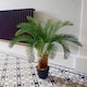 image 2 of Large Artificial Palm Tree 80cm Cycas Realistic Plant Leaf Design UK Botanik | Green | 2ft