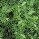 image 1 of Marshalls Garden Green Manure Seeds Winter Tares Sufficient for 30m2