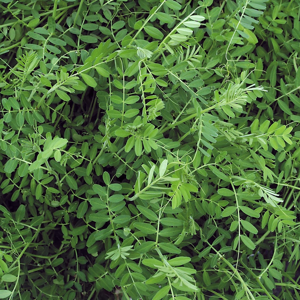 image 1 of Marshalls Garden Green Manure Seeds Winter Tares Sufficient for 30m2