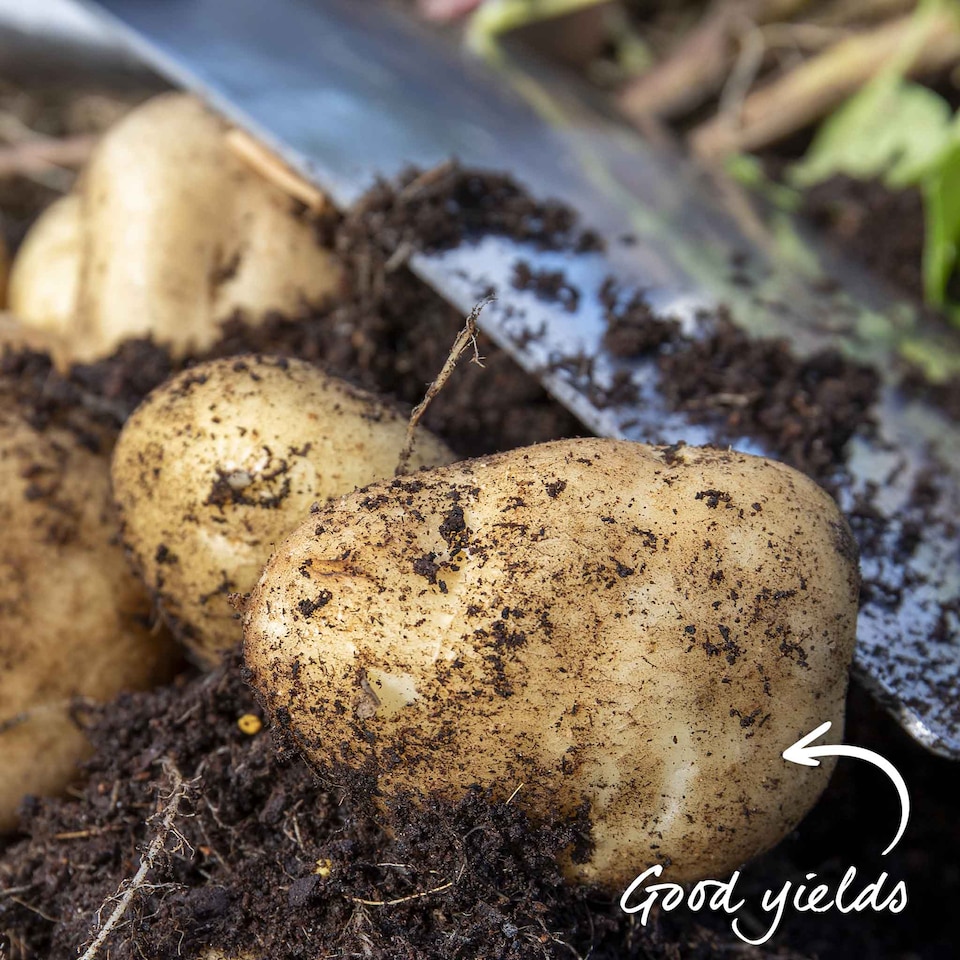 image 1 of Marshalls Garden Seed Potato Christmas Harvest Collection 3 x 1kg. | Multi | 1 x 3kg Tubers
