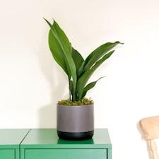 Aspidistra (Cast Iron Plant) Elatior (Height 40cm) 12cm Pot x 2