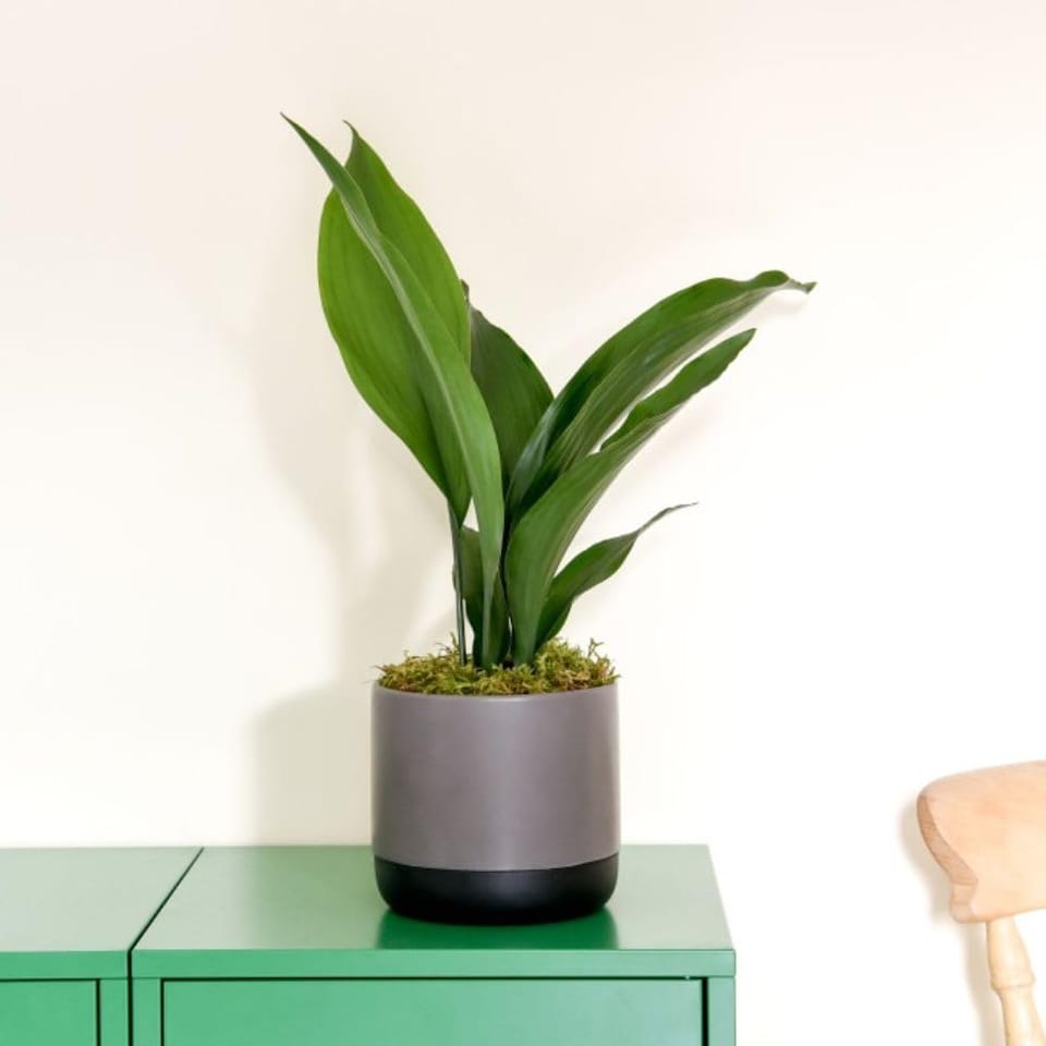 Aspidistra (Cast Iron Plant) Elatior (Height 40cm) 12cm Pot x 2