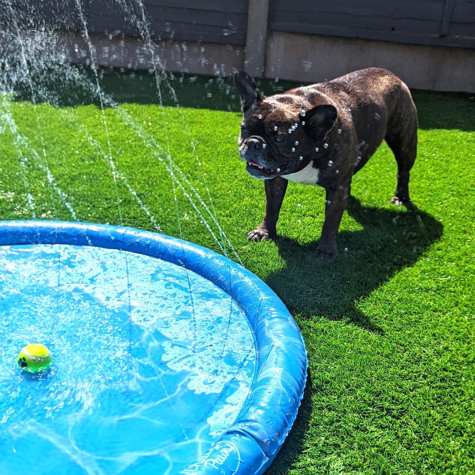 image 1 of Outdoor Splash Pool Sprinkler Pad Dogs Puppies Pet Cooling Children Kids 100cm