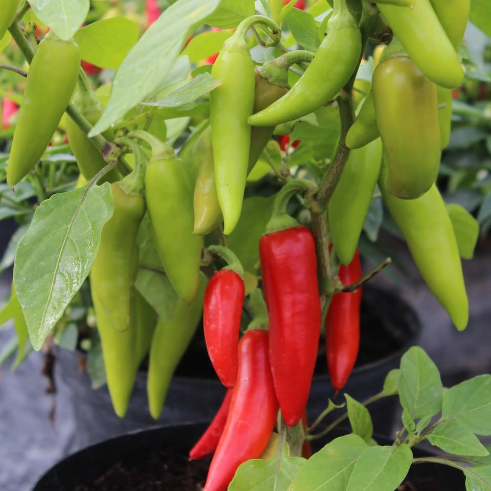 image 1 of Pepper (Chilli) Sizzler | Multi | Green, Yellow, Orange, Red