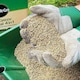 image 9 of Miracle-Gro® Natural Feed And Moss Killer