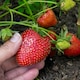 image 1 of Flamenco Everbearing Strawberry 10 bare root