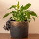 image 3 of Red Squirrel Plant Pot Hanger - L13 x W4.5 x H7 cm