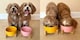 image 3 of Ceramic Bowl with Bamboo Stand for Dogs & Cats - White