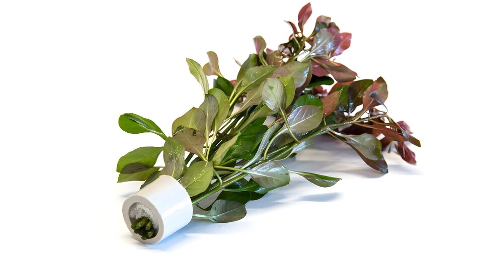 image 1 of Ludwigia repens - Live Aquarium Plant for Midground Planting, No CO2 Needed - Fish Tank Plant