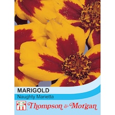 Marigold Naughty Marietta Rhs Kids 1 Packet (100 Seeds)