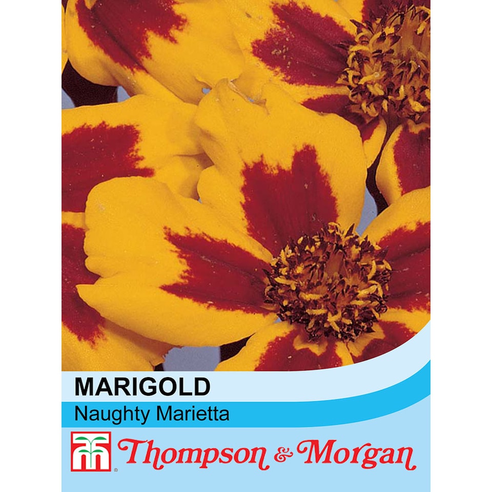Marigold Naughty Marietta Rhs Kids 1 Packet (100 Seeds)