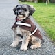 image 1 of Rhinegold Dog Fleece Brown | Brown XXS | XS