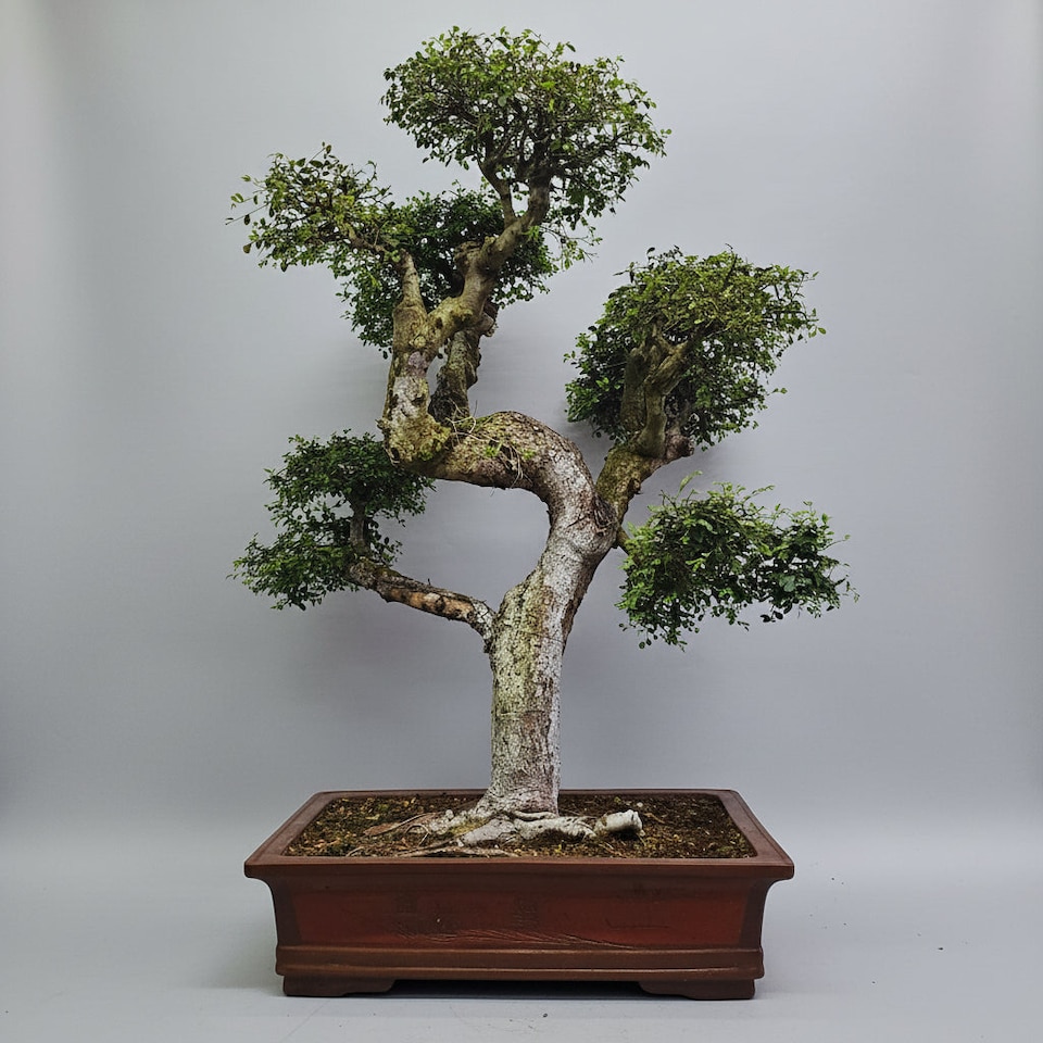 image 1 of Yorkshire Bonsai Large Chinese Elm (Ulmus Parvifolia) Bonsai Tree Shaped Style Height