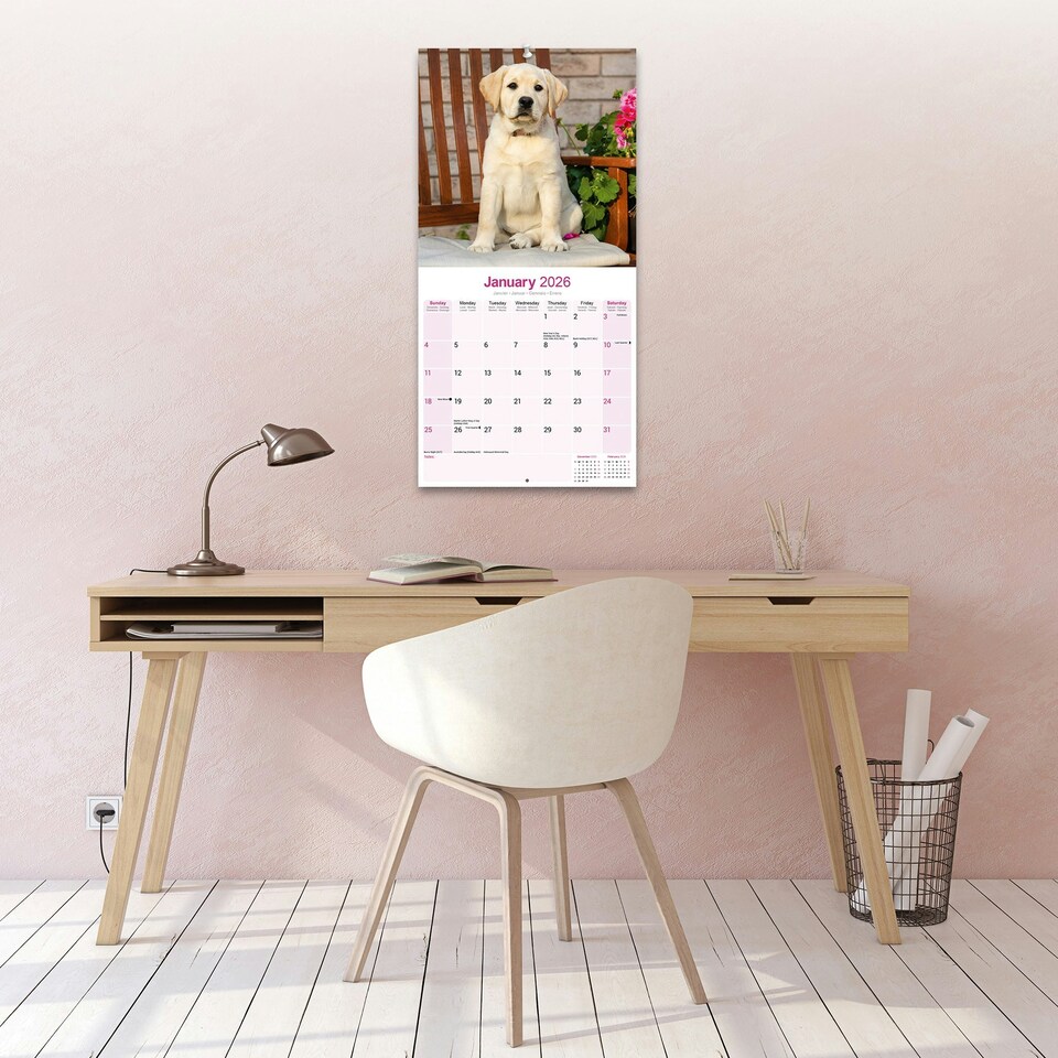 image 1 of Yellow Labrador Retriever 2026 Calendar | Square Wall Calendar | Dog Breed Gift | Plastic Free Packaging | by Avonside Publishing