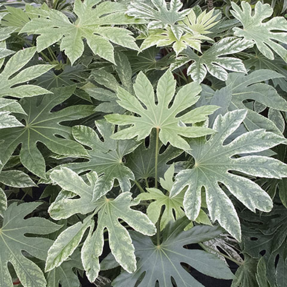 image 1 of 1 x Fatsia japonica 'Spider's Web' in a 3L Pot Grown Your Own in Gardens Perfect for Pots & Containers