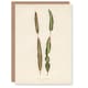 image 1 of Fawcett Art Card Vintage Botanical Croton Interruptum Leaf