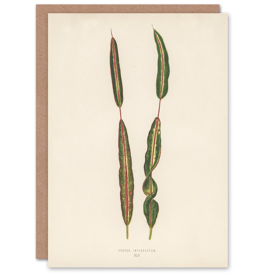 image 1 of Fawcett Art Card Vintage Botanical Croton Interruptum Leaf