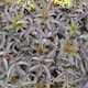 image 4 of Carbeth Plants Sambucus Blue Sheen in 9cm Pots - Elderberry Plants - Deciduous Shrubs | Pink