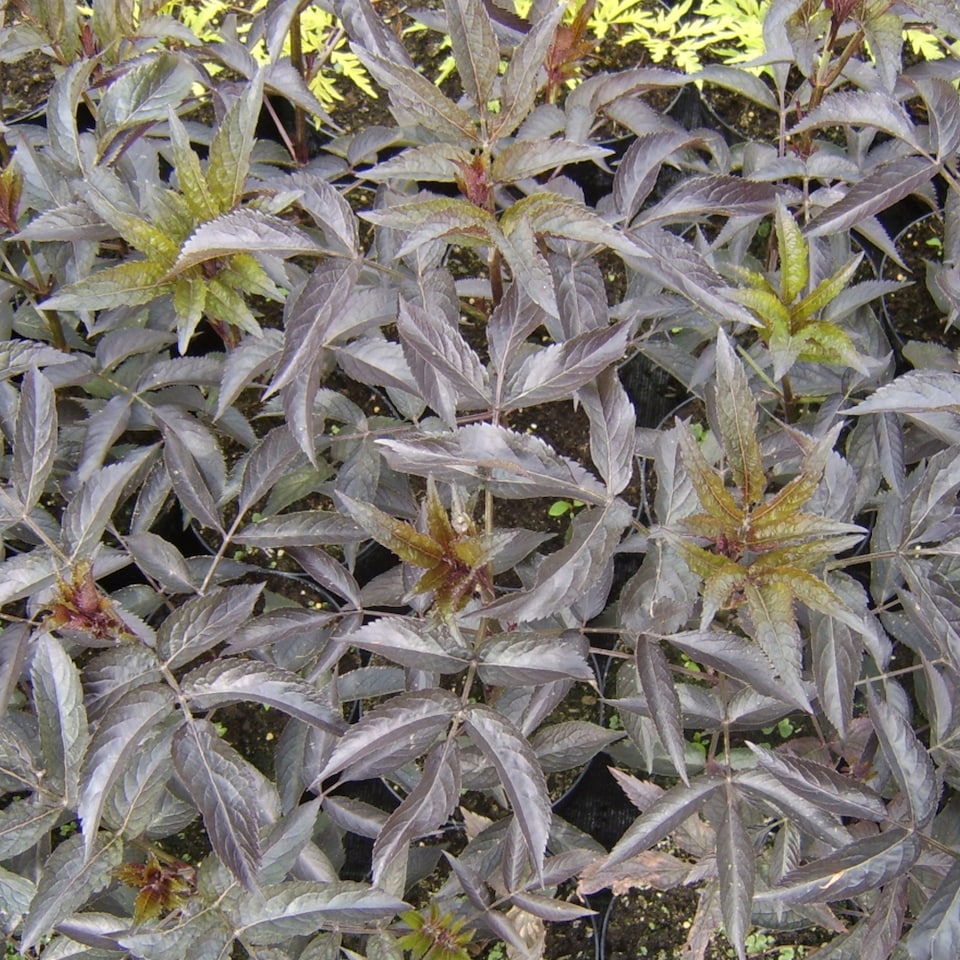 image 1 of Carbeth Plants Sambucus Blue Sheen in 9cm Pots - Elderberry Plants - Deciduous Shrubs | Pink