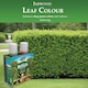 image 7 of Westland Buxus Feed & Protect 2 in 1 - 2 x 500ml | Clear | 1 x Duo Pack | 2