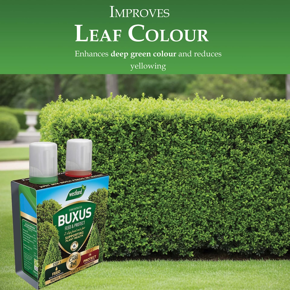 image 1 of Westland Buxus Feed & Protect 2 in 1 - 2 x 500ml | Clear | 1 x Duo Pack | 2