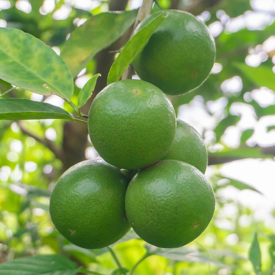 image 1 of YouGarden Citrus Fruit Collection, with Orange, Lemon and Lime Trees, Established Plants in 9cm Pots, Supplied 20-30cm Tall