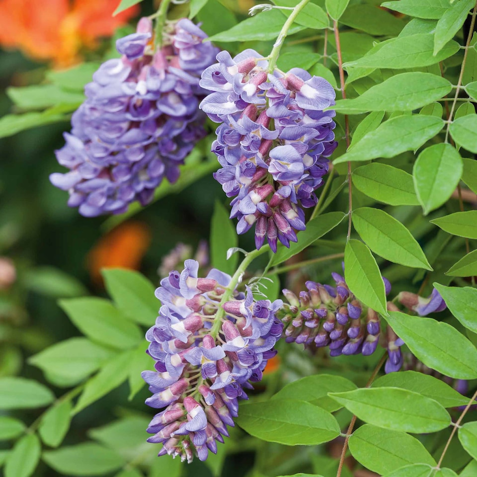image 1 of Wisteria 'Amethyst Falls' - compact purple-flowering climber | Purple | Purple | 9cm Plants