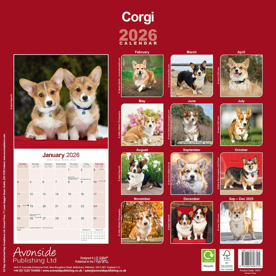 image 1 of Corgi 2026 Calendar | Square Wall Calendar | Dog Breed Gift | Plastic Free Packaging | by Avonside Publishing
