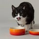 image 3 of Scruffs Ceramic Ombre Pet Food Bowl 13cm | Orange | 1