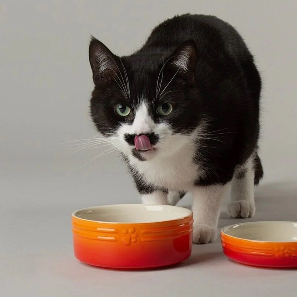 image 1 of Scruffs Ceramic Ombre Pet Food Bowl 13cm | Orange | 1