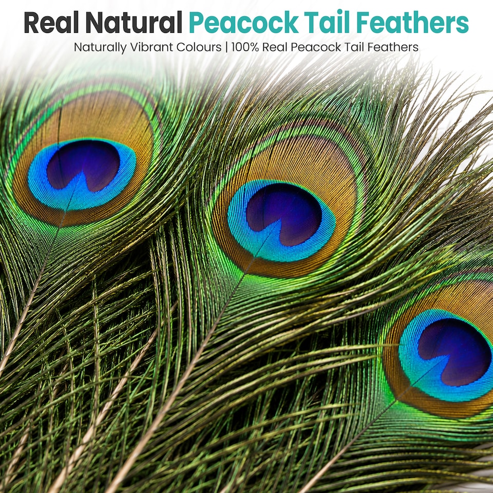 image 1 of Trimming Shop Real Peacock Feather, 10" - 12" Inch - 10pcs