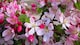 image 1 of Malus Pink Perfection Crab Apple Tree 6ft Tall Supplied in a 12 Litre Pot by Directplants