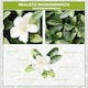 image 3 of Outsunny 12PCS Artificial Boxwood Panel Faux Rhododendron Greenery Backdrop