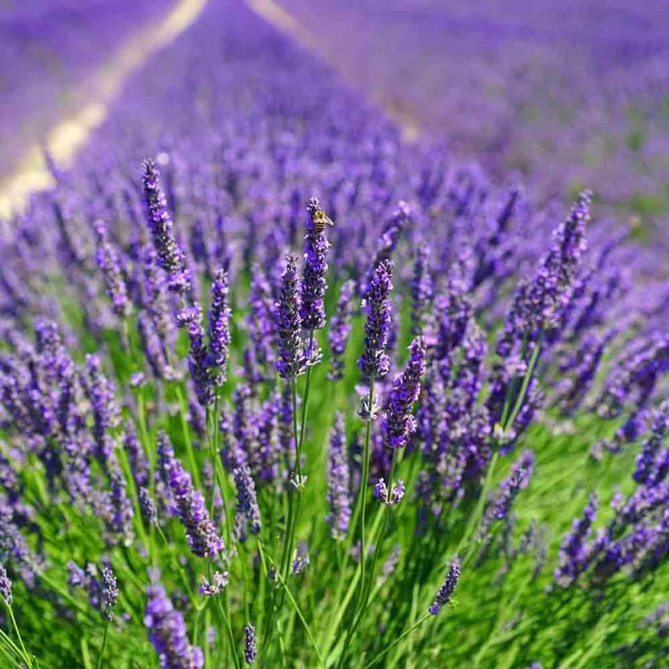 image 1 of Carbeth Plants English Lavender Herb Plant in  14cm Pot - Upright, Bushy Purple Lavender for Indoor & Outdoor Growing