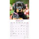 image 3 of Dobermann 2026 Calendar | Square Wall Calendar | Dog Breed Gift | Plastic Free Packaging | by Avonside Publishing