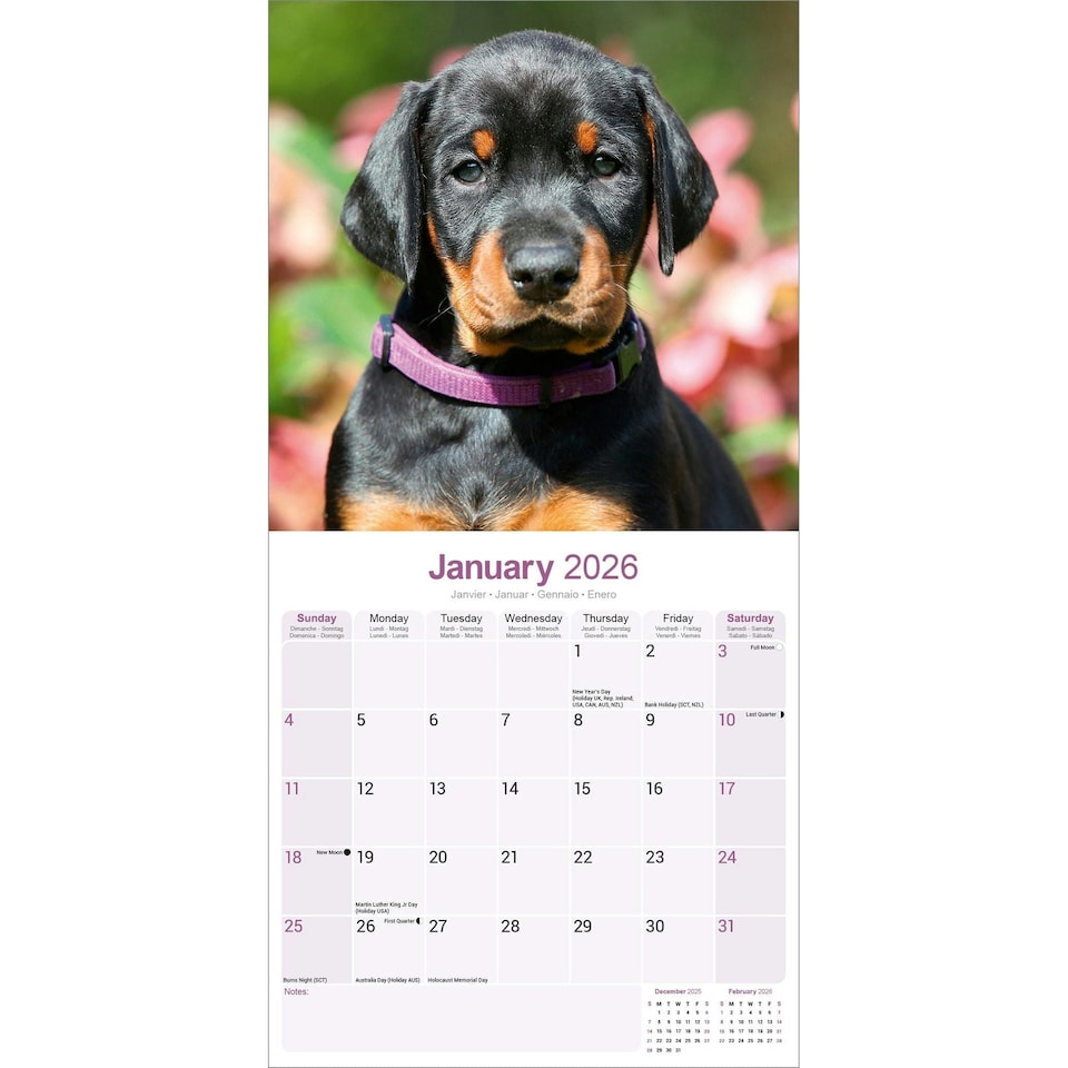 image 1 of Dobermann 2026 Calendar | Square Wall Calendar | Dog Breed Gift | Plastic Free Packaging | by Avonside Publishing