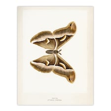 Ailanthus Silkmoth Vintage Illustration Denton Huge Wall Art Print 18X24 In