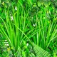 image 3 of Primrose Artificial Mixed Plants Green Garden Wall Hedge Panel 1m x 1m Set of 8