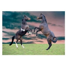 Kevin Milner Horses Rearing Countryside Greetings Card - Multicoloured - One Size