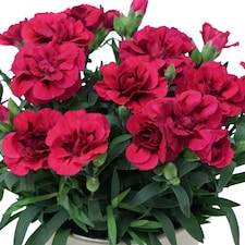 Carnation Oscar Red Outdoor Plants 6 Pack 10.5cm | Multi