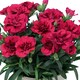 image 1 of Carnation Oscar Red Outdoor Plants 6 Pack 10.5cm | Multi