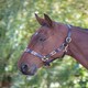image 1 of Shires Blenheim Leather Polo Headcollar Blue | Colour: Purple/Natural/Navy
Size: Full