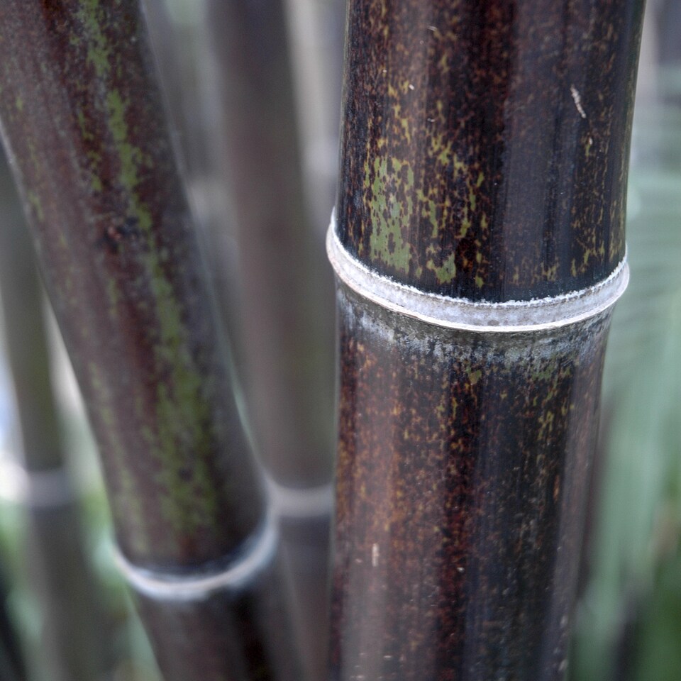 image 1 of YouGarden Black Bamboo, Established Garden Plant, Phyllostachys in 3L Pot, 50-80cm Tall Plant, Ready to Plant Out
