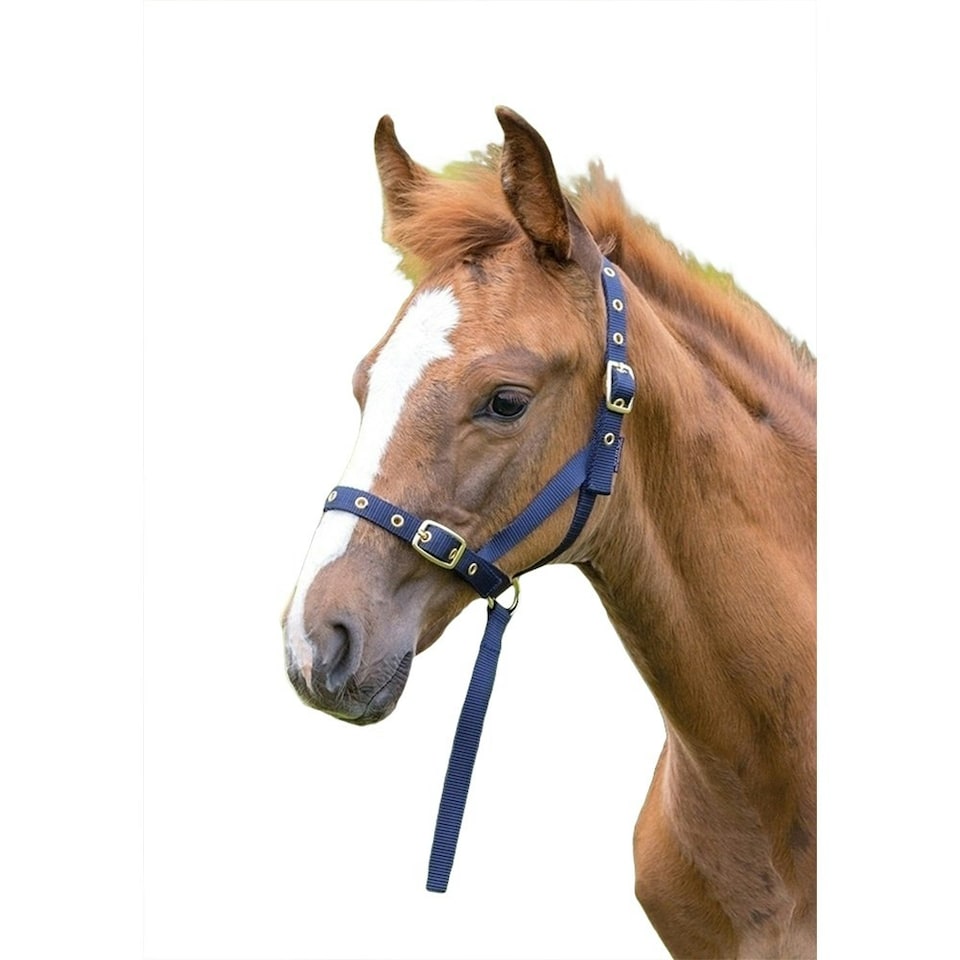 Shires Foal Slip Headpiece - Navy - Foal/Mini