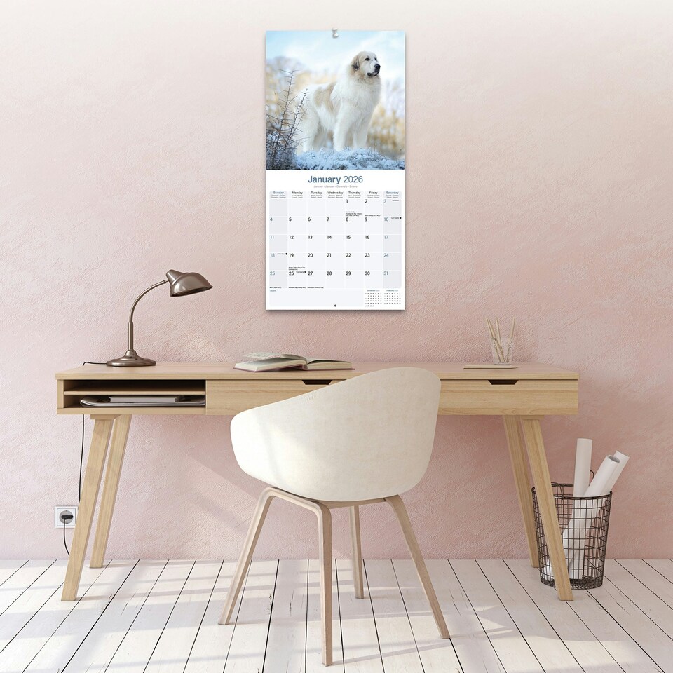 image 1 of Great Pyrenees 2026 Calendar | Square Wall Calendar | Dog Breed Gift | Plastic Free Packaging | by Avonside Publishing