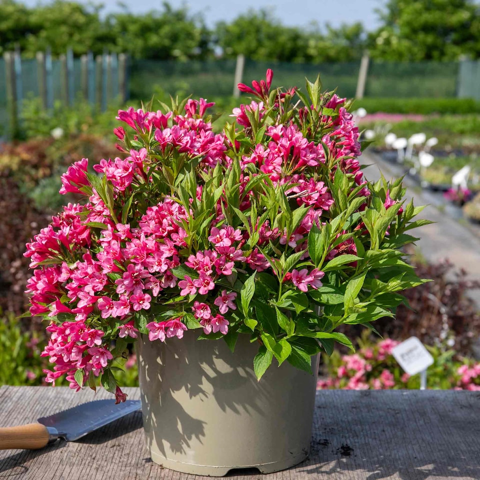 image 1 of Marshalls Garden Weigela Picobella 'Rosa' Compact Pink Flowering Shrub | Pink | Pink | 3L Plants