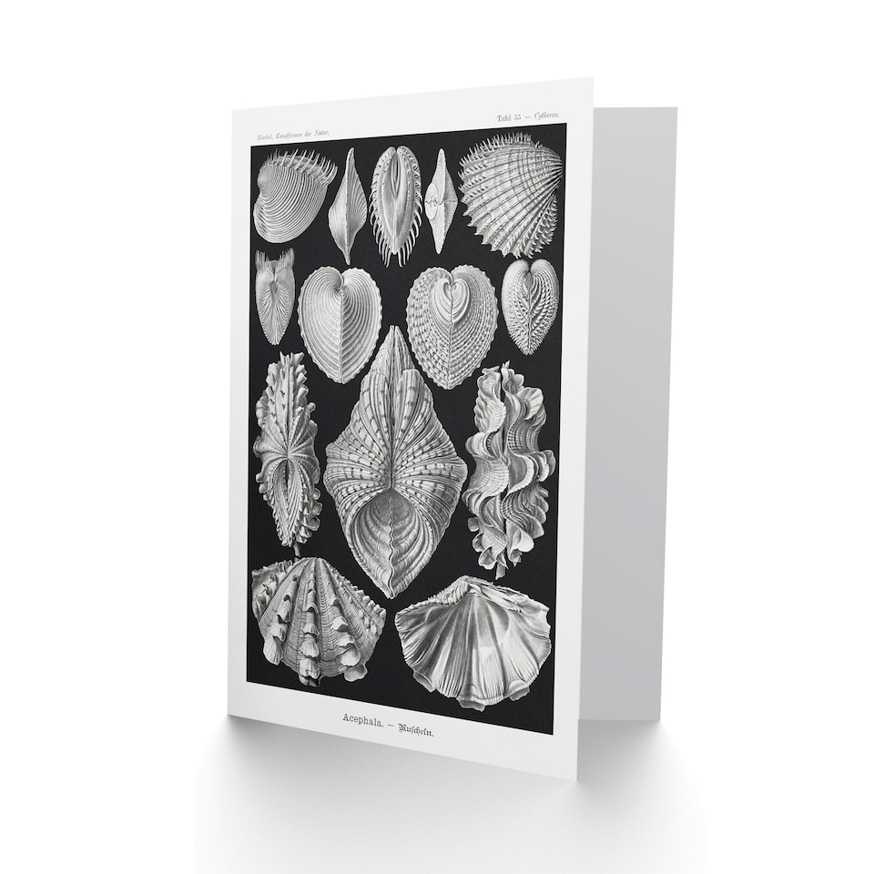 image 1 of Ernst Haeckel Art Card Acephala Mollusks Clams Oysters