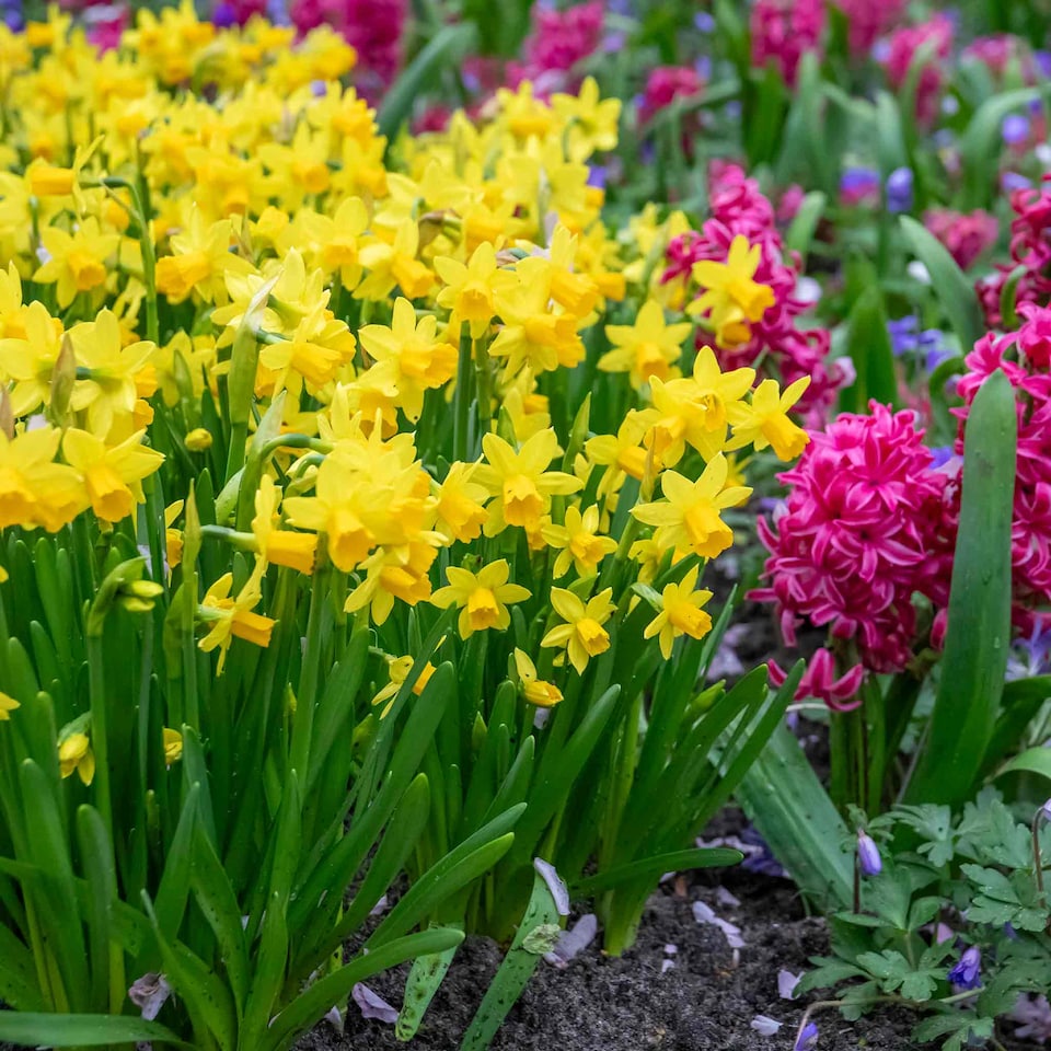 image 1 of Marshalls Garden Dwarf Daffodil Bulbs 'Tete a Tete' 100 bulbs