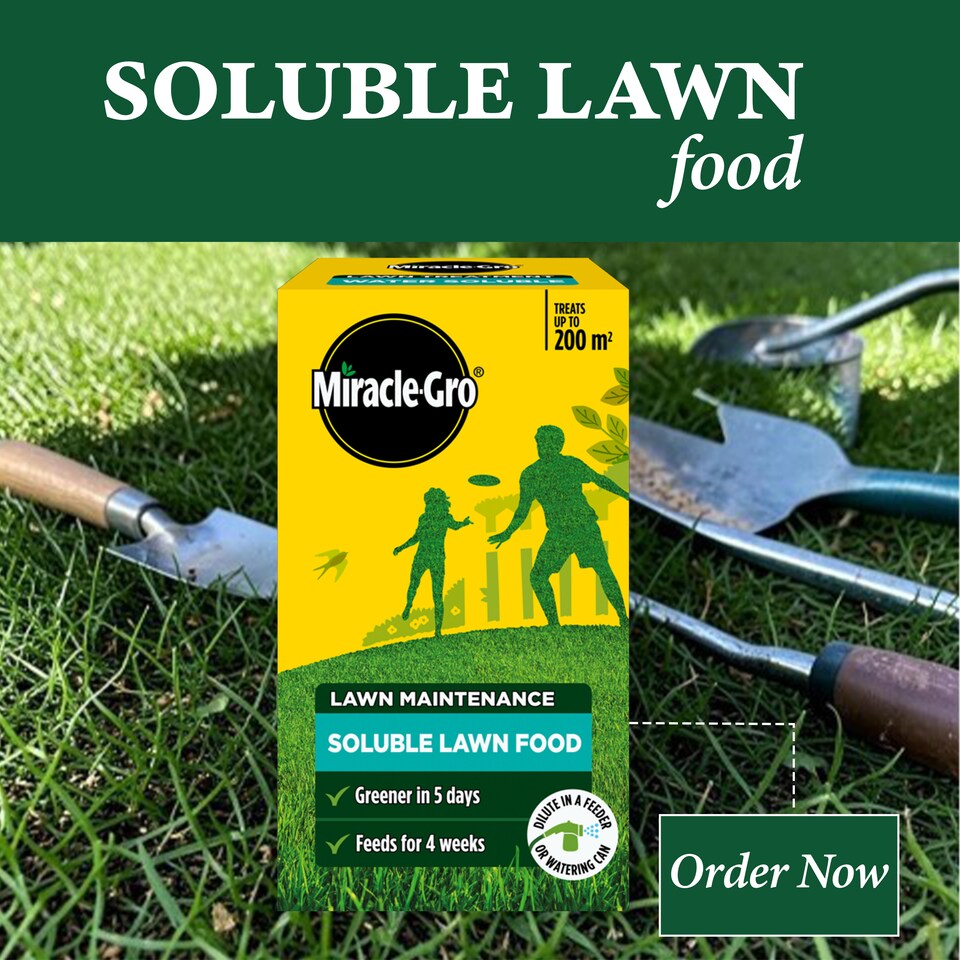 image 1 of Miracle Gro Water Soluble Lawn Food Richer Greener Lawn Feed With Iron 1kg